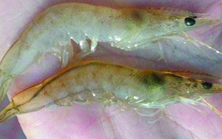 Tôm thẻ chân trắng bị bệnh cong thân đục cơ. Tôm thẻ chân trắng bị bệnh cong thân đục cơ.