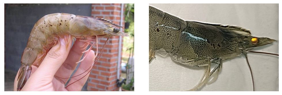 Dấu hiệu bệnh đốm đen trên tôm nuôi