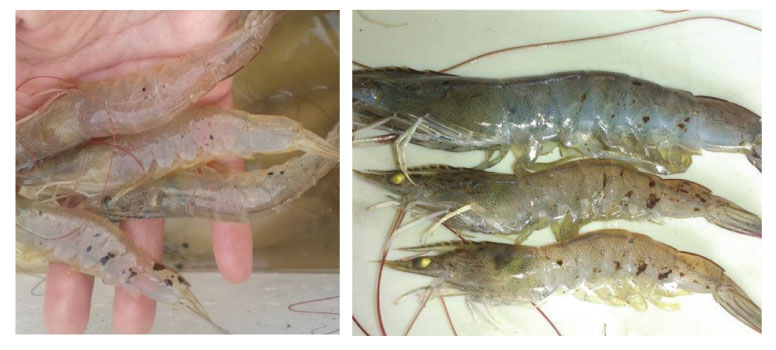 giai đoạn bệnh đốm đen trên tôm nuôi