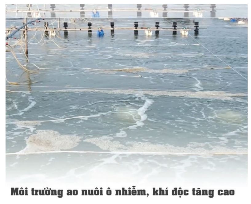 nguyên nhân gây ra bệnh đốm đen trên tôm nuôi