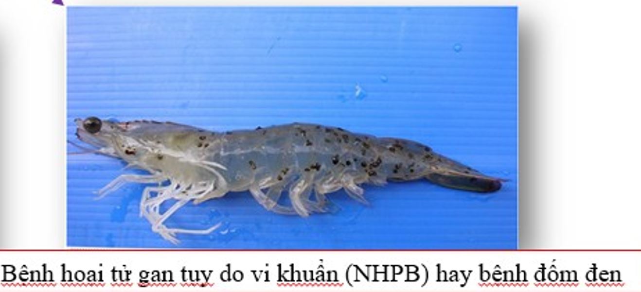 bệnh đốm đen trên tôm thẻ chân trắng