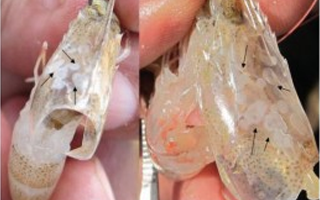 Bệnh đốm trắng trên tôm