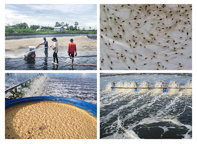 phòng trị tôm thủy tinh, TPD trên tôm