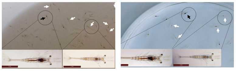 Dấu hiệu bệnh TPD (tôm thủy tinh)