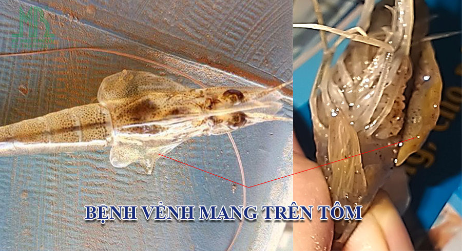 bệnh vểnh mang trên tôm