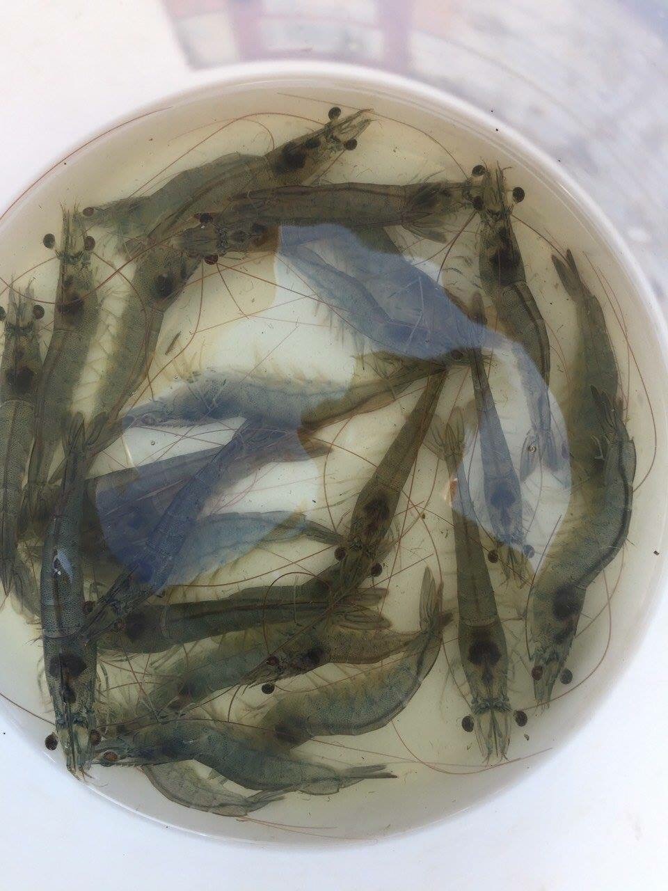 Vitamin C tạt chống sốc cho tôm Vitamin C tạt chống sốc cho tôm