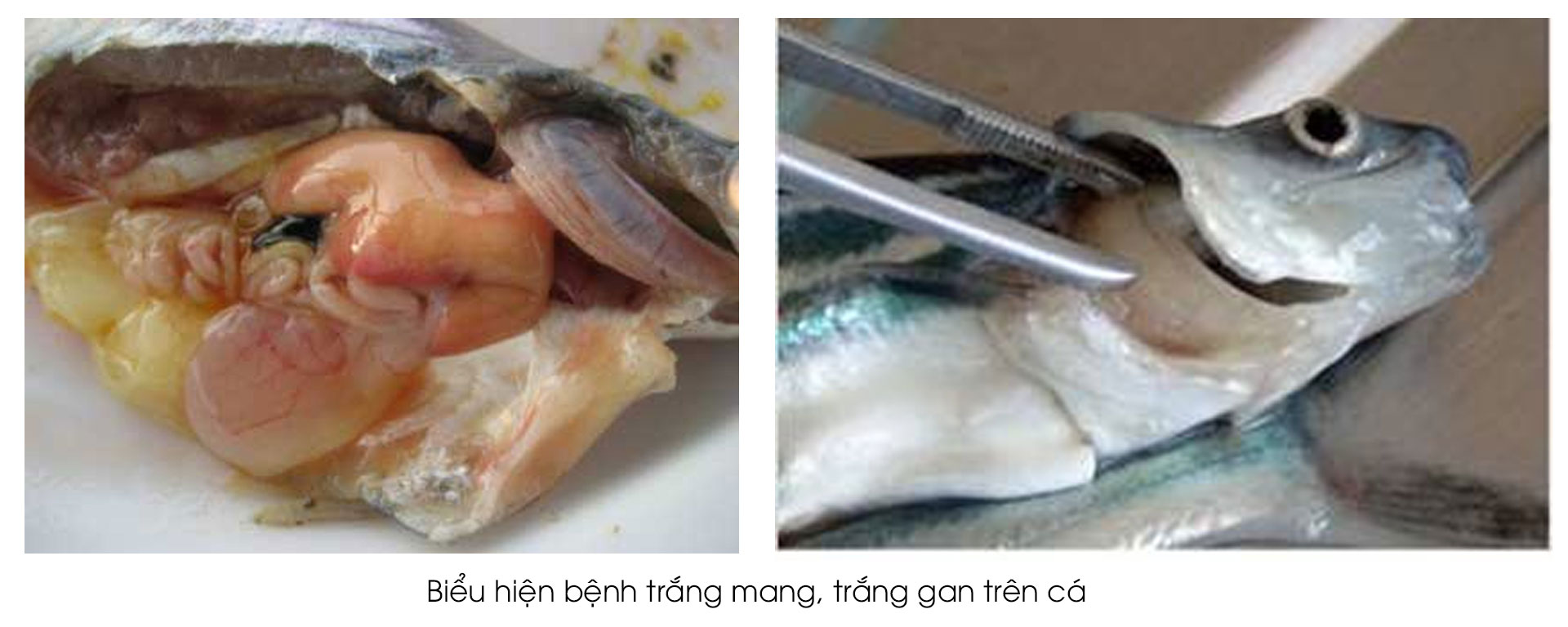 bệnh trắng gan, trắng mang trên cá