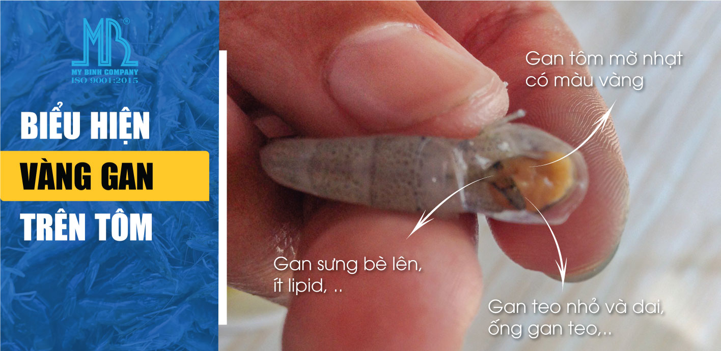 phòng bệnh vàng gan trên tôm, gan tôm nâu đen siêu tốc