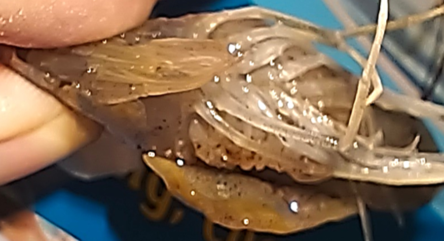 biểu hiện bệnh vểnh mang trên tôm