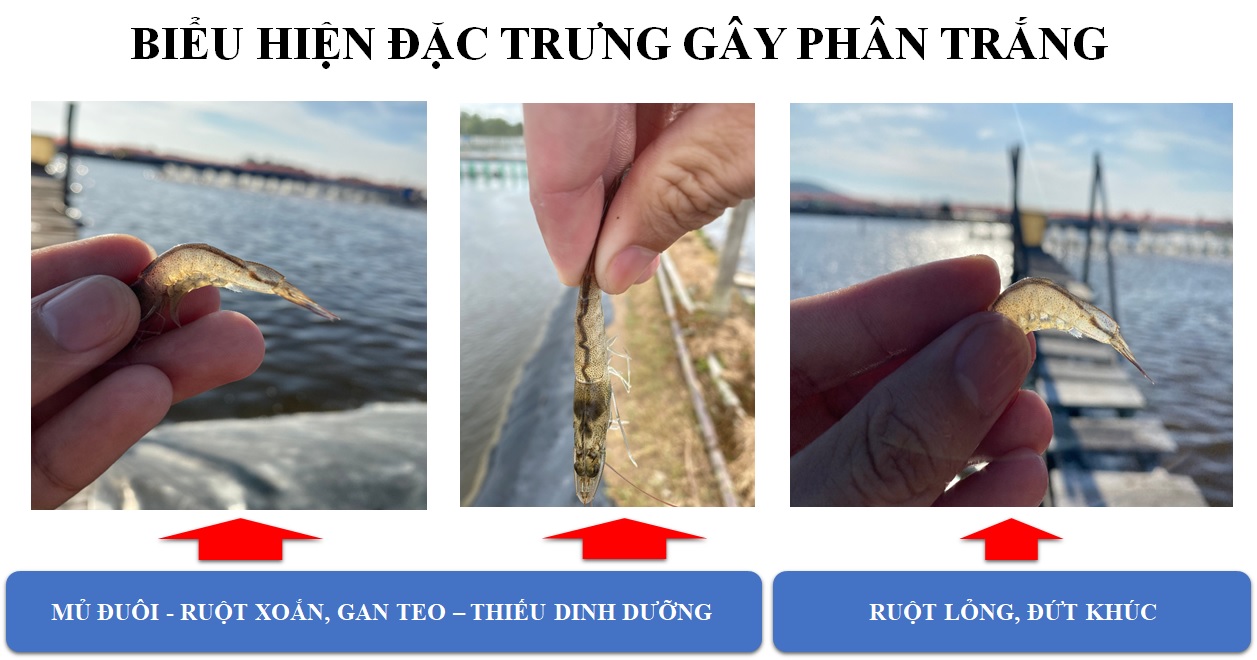 Biểu hiện khi tôm bị phân trắng Biểu hiện khi tôm bị phân trắng