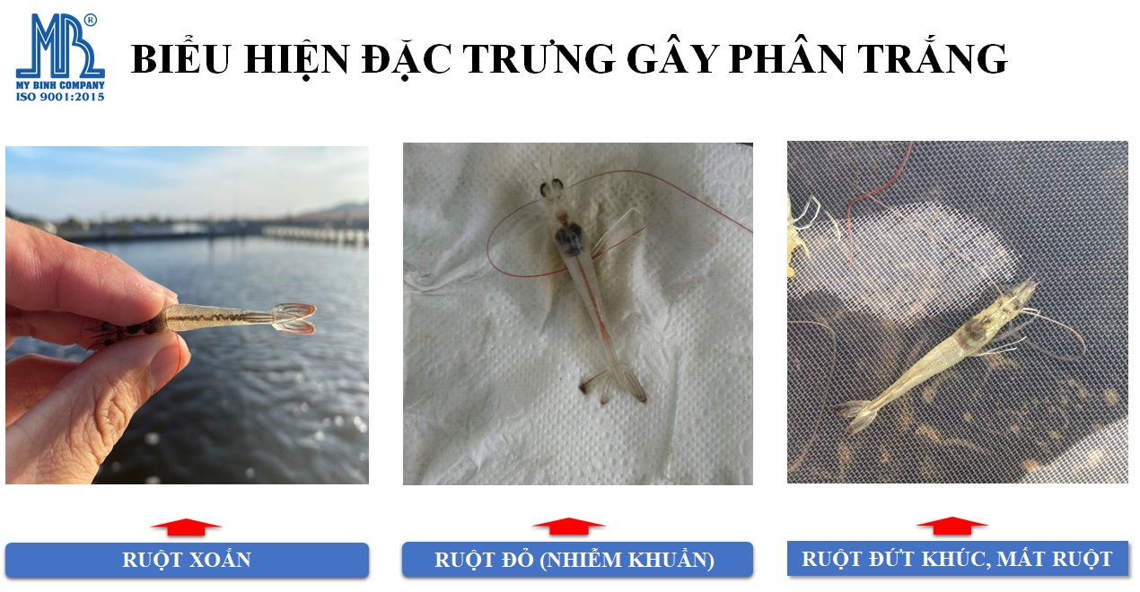 Biểu hiện khi tôm bị phân trắng Biểu hiện khi tôm bị phân trắng