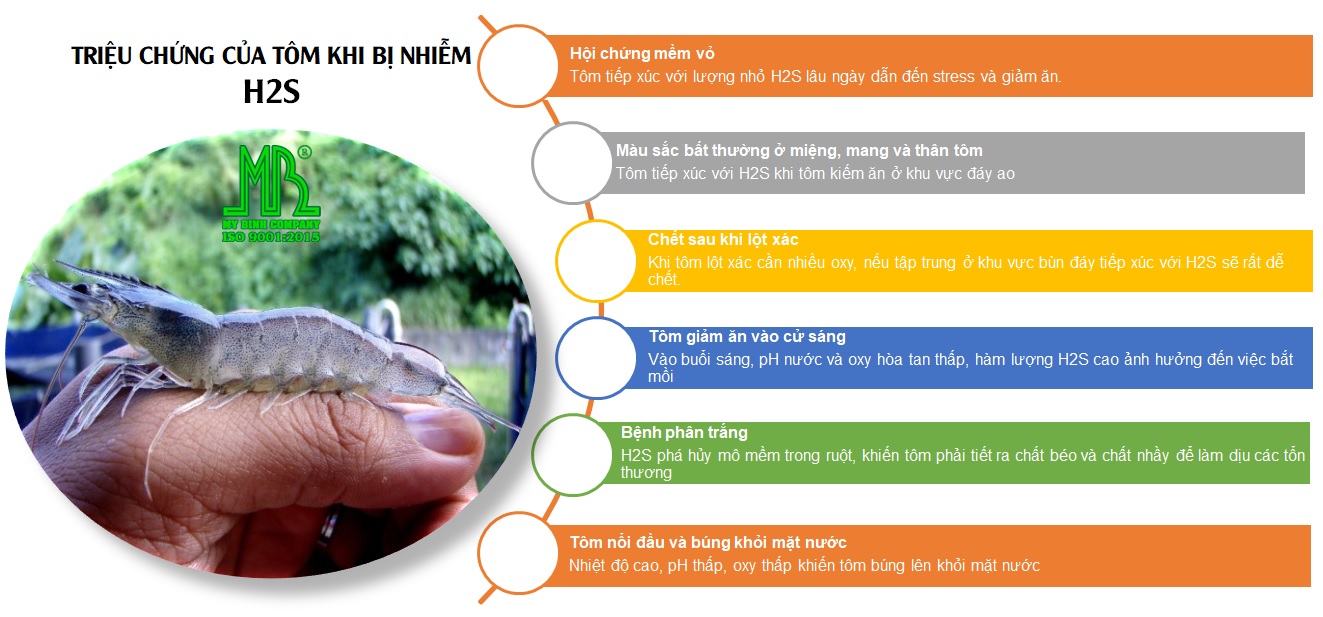 biểu hiện khi tôm nhiễm H2S