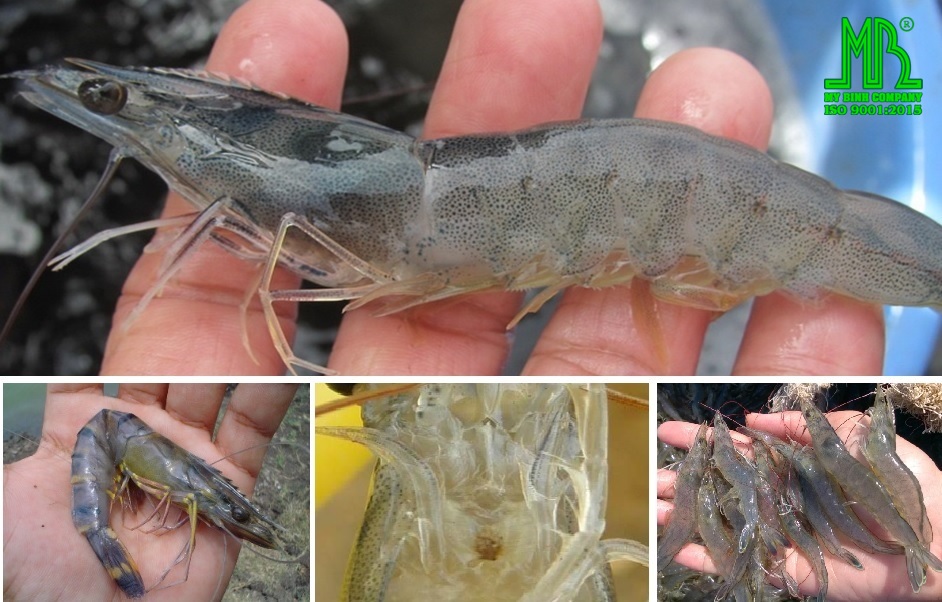 biểu hiện khi tôm nhiễm khí độc