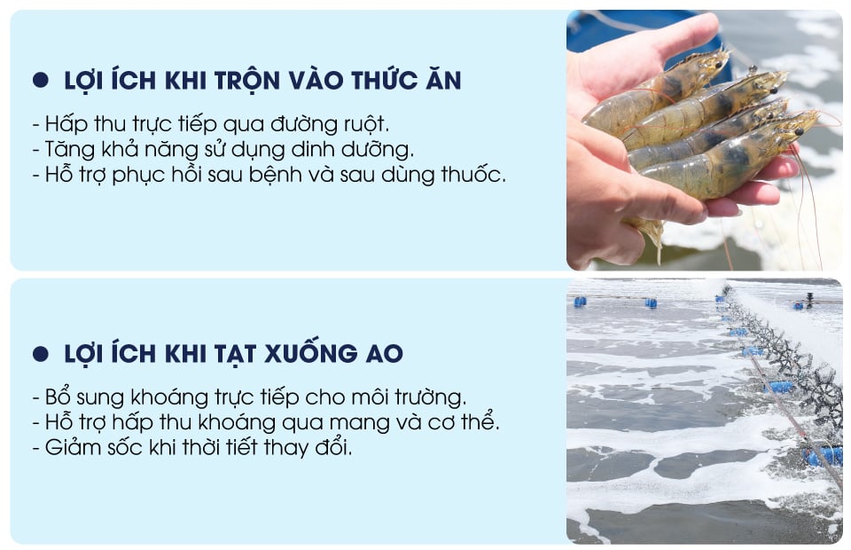 BLUESEA-vitamin-và-khoáng-hữu-cơ-cho-tôm-cá