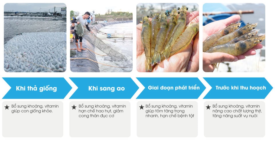 BLUESEA-vitamin-và-khoáng-hữu-cơ-cho-tôm-cá