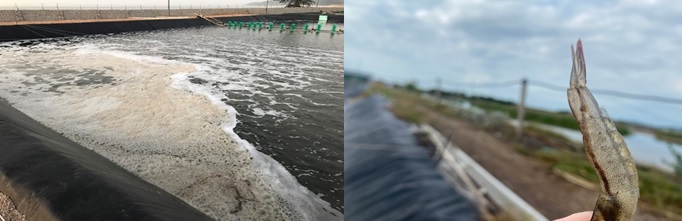 Bọt tảo tàn nổi lên trong ao tôm và ruột tôm bị lỏng do ăn phải xác tảo Bọt tảo tàn nổi lên trong ao tôm và ruột tôm bị lỏng do ăn phải xác tảo