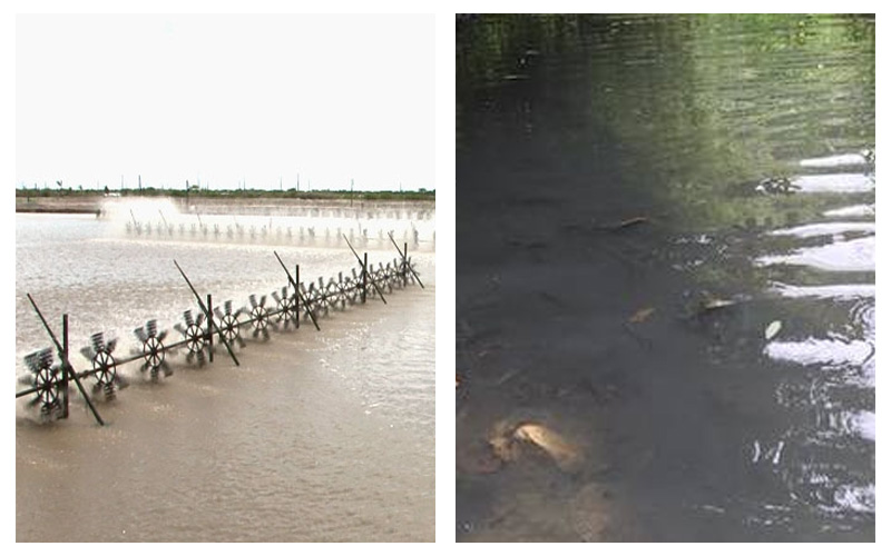 ECO BLUE - Ổn định môi trường, xử lý bùn đáy, giảm khí độc, khử mùi hôi