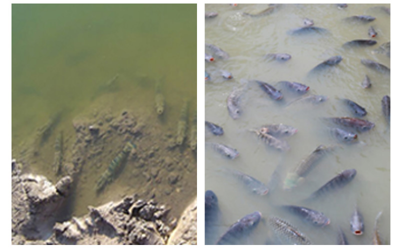 ECO BLUE - Ổn định môi trường, xử lý bùn đáy, giảm khí độc, khử mùi hôi