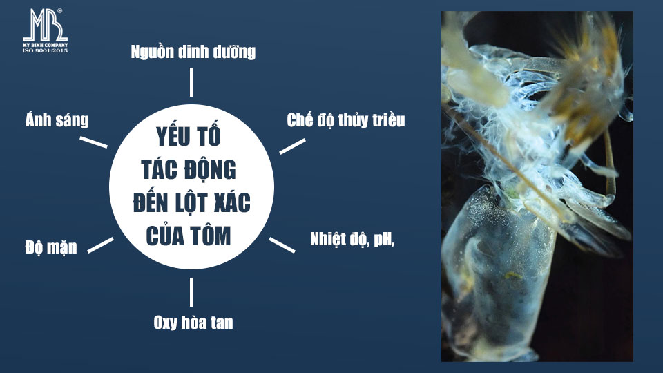 Factors affecting the molting process of shrimp