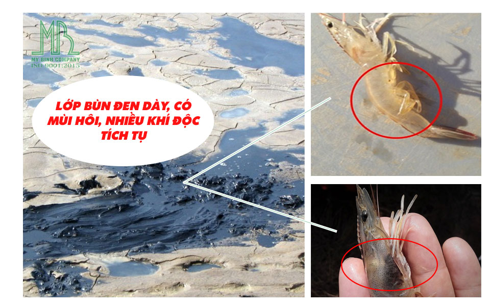 Cách Làm Sạch Đáy Ao Không Cần Máy Hút Bùn Cuối Vụ | Vi Sinh ECO BLUE