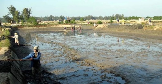 Cải tạo ao nuôi tránh bị nhiễm vi bào tử trùng EHP Cải tạo ao nuôi tránh bị nhiễm vi bào tử trùng EHP