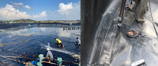 Cải tạo ao nuôi tôm tránh bị nhiễm EHP (rửa bạt và vá bạt bị rách) Cải tạo ao nuôi tôm tránh bị nhiễm EHP (rửa bạt và vá bạt bị rách)