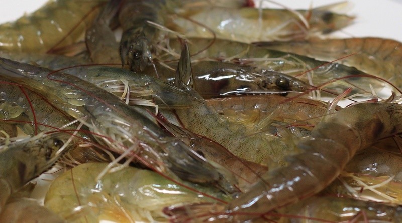 CALXI-AO, Khoáng tạt giúp tôm nhanh cứng vỏ CALXI-AO, Khoáng tạt giúp tôm nhanh cứng vỏ