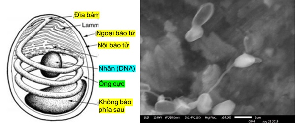 Ảnh cấu tạo của EHP và vi bào tử trùng EHP nảy mầm