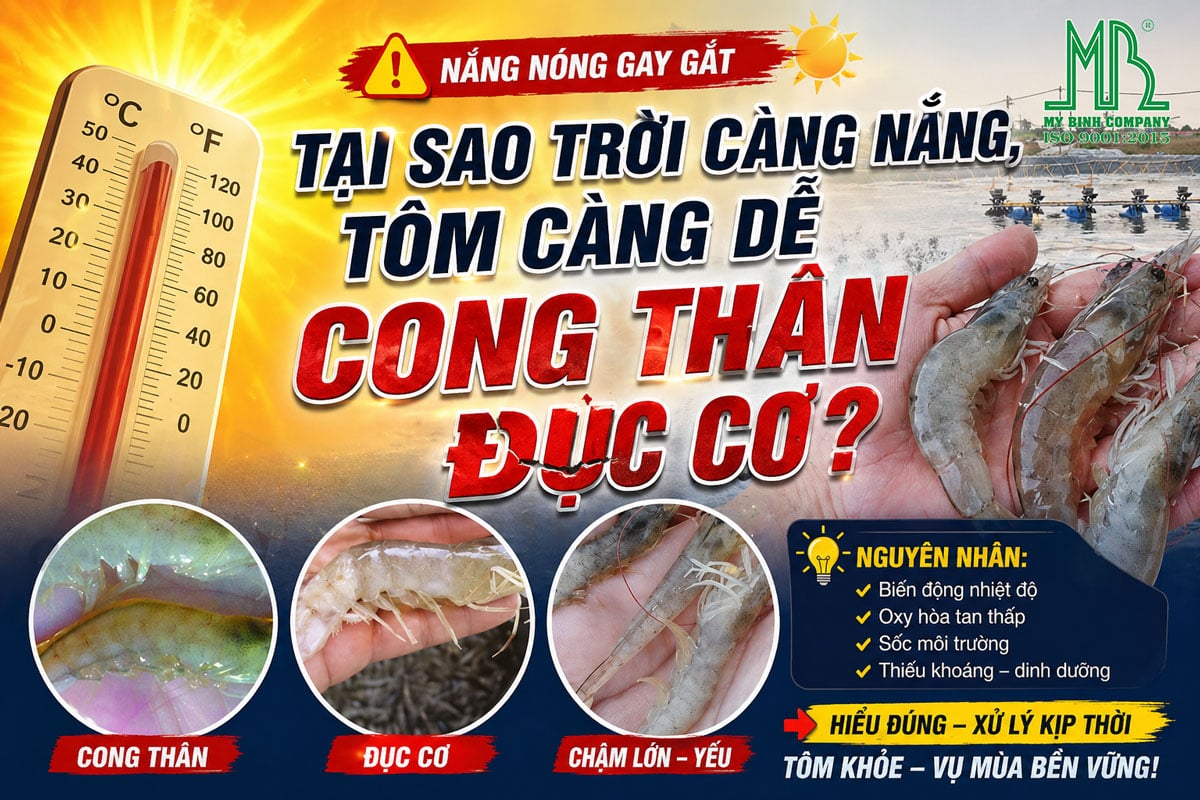 bệnh cong thân đục cơ trên ao nuôi tôm