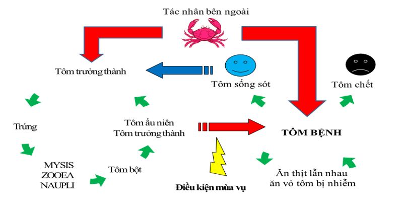 Chu kỳ lây nhiễm đỏ thân, đốm trắng do virus WSSV gây ra