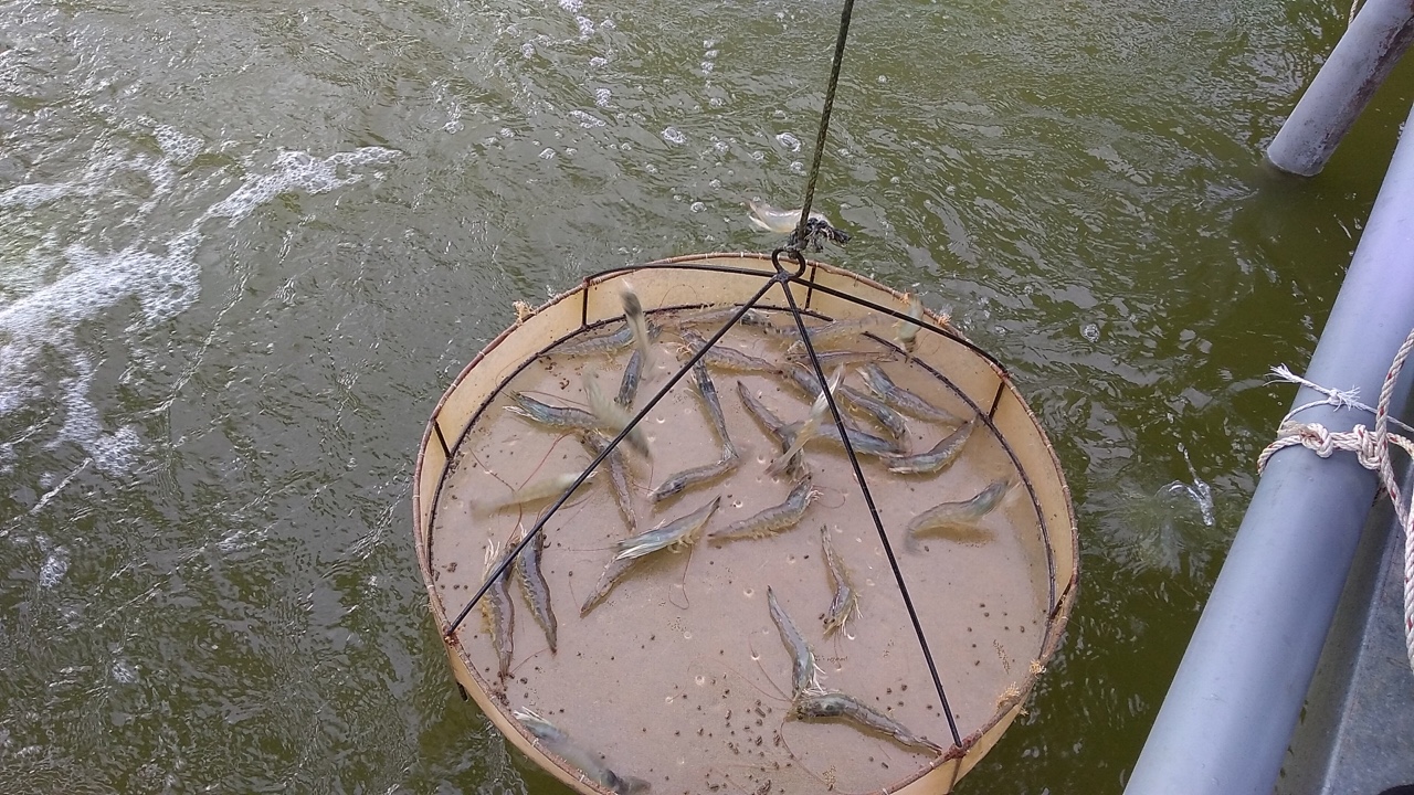 Best Beta giúp gan tôm nâu đen siêu tốc. Best Beta giúp gan tôm nâu đen siêu tốc.