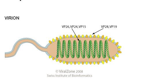 Cấu trúc virus WSSV