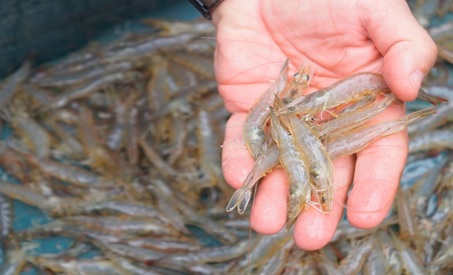 Dấu hiệu tôm bị nhiễm vi bào tử trùng EHP Dấu hiệu tôm bị nhiễm vi bào tử trùng EHP