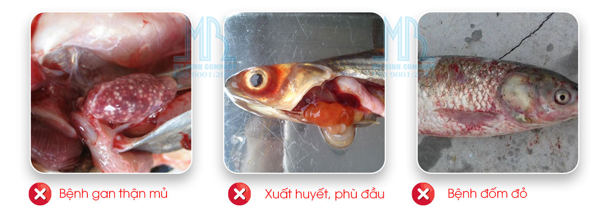 ED WIN 90 - Hỗ trợ phòng trị gan thận mủ, xuất huyết phù đầu, đốm đỏ trên cá