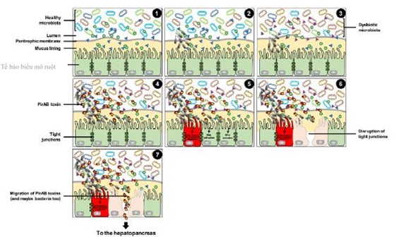 EHP bội nhiễm với vi khuẩn AHPND và xâm nhập vào ruột tôm  EHP bội nhiễm với vi khuẩn AHPND và xâm nhập vào ruột tôm