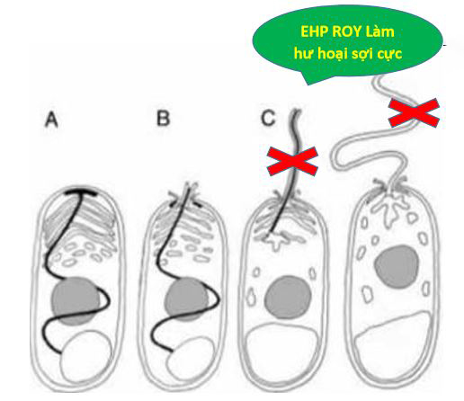 Sản phẩm EHP Roy làm hư hoại sợi cực của EHP Sản phẩm EHP Roy làm hư hoại sợi cực của EHP