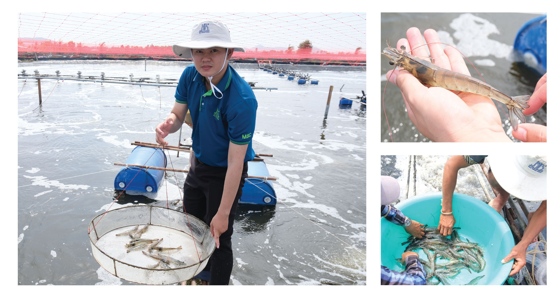 Giúp tăng cường sức khỏe vượt trội cho tôm nuôi, giảm strees, hiệu quả phòng ngừa cũng như điều trị các bệnh trên tôm như: cong thân đục cơ, hoại tử cơ, chết cơ có hao lát đát, tôm lột không cứng vỏ, rớt cục thịt.