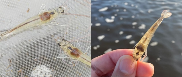 Gan tôm bị sưng (bên trái) và gan tôm bị mờ - ruột trống (bên phải) Gan tôm bị sưng (bên trái) và gan tôm bị mờ - ruột trống (bên phải)