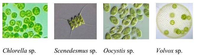Tảo lục trong ao nuôi