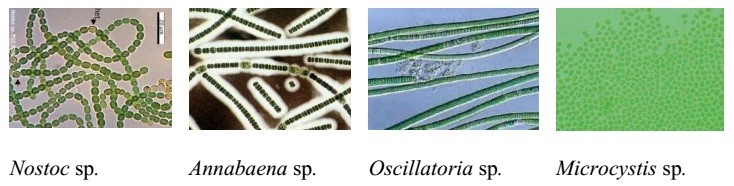 tảo có hại trong ao nuôi