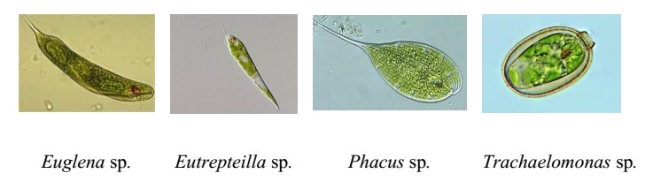 tảo mắt trong ao nuôi