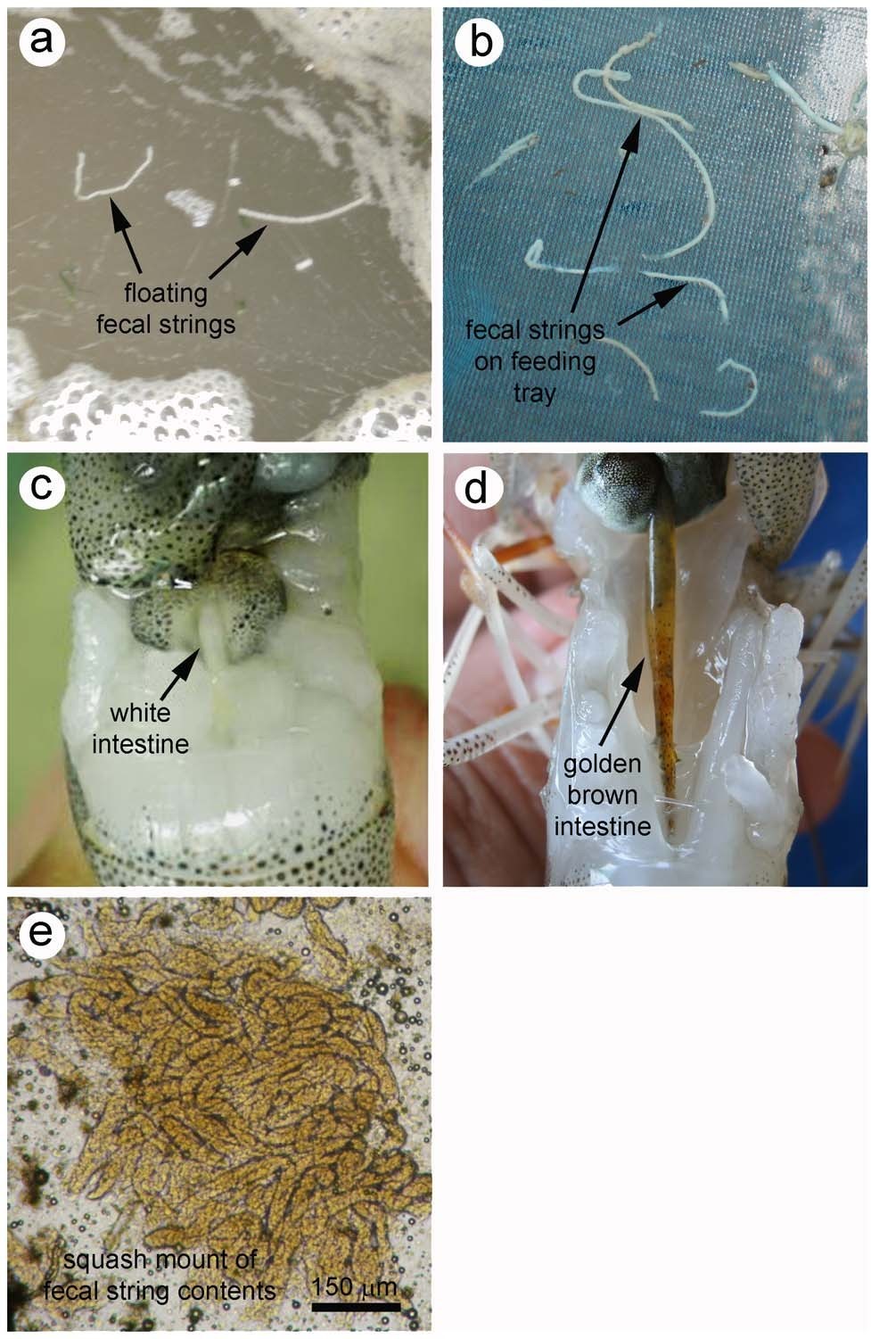 Dấu hiệu bệnh lý hội chứng phân trắng trên tôm: