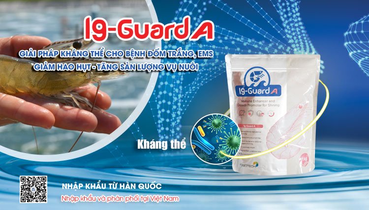 Ig Guard A vaccine cho bệnh đốm trắng, EMS trên tôm