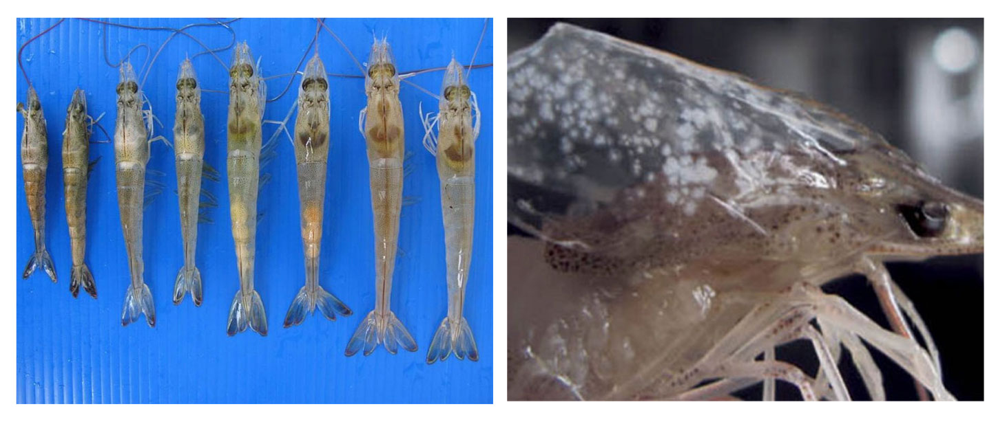 K-WE (Special): Giúp Ruột To Nhanh Lớn, Gan Khỏe, Chặn Đứng EHP, EMS