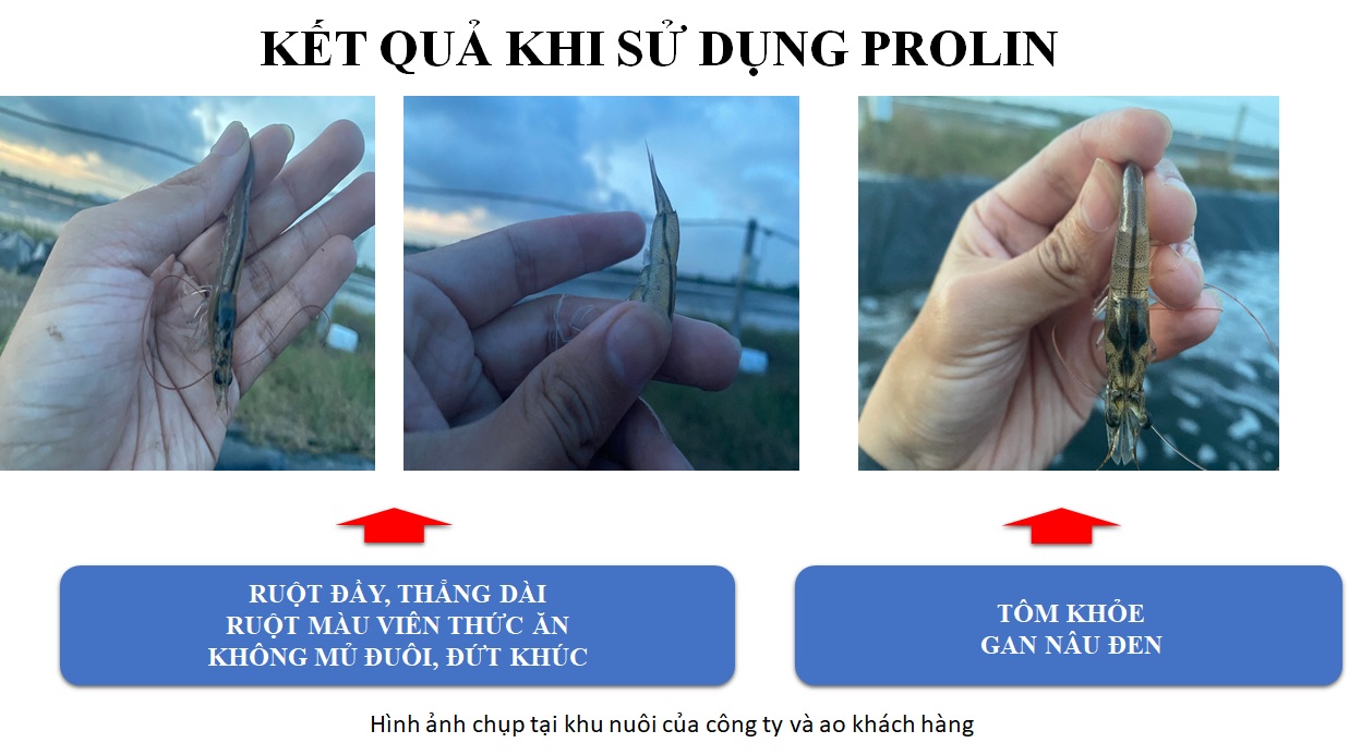Kết quả sau khi tôm được điều trị phân trắng Kết quả sau khi tôm được điều trị phân trắng