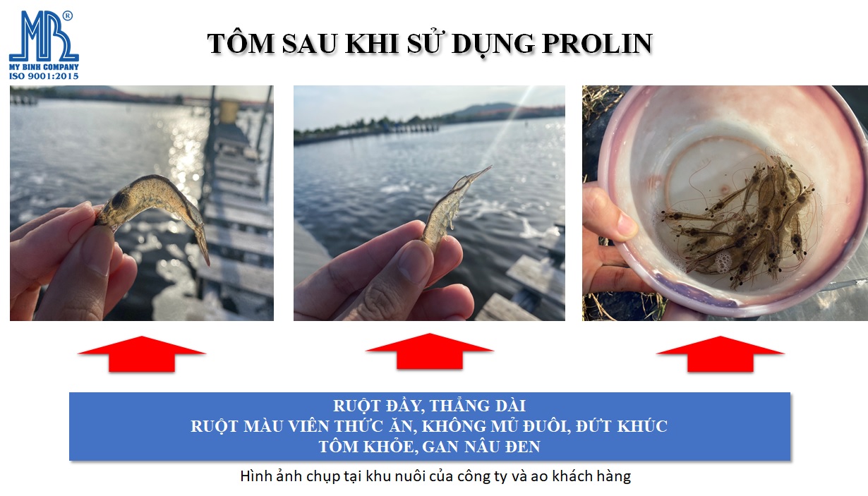 Kết quả sau khi tôm được điều trị phân trắng Kết quả sau khi tôm được điều trị phân trắng