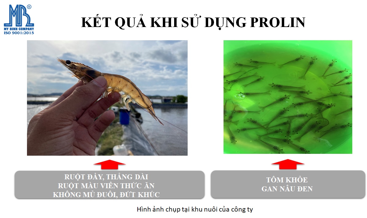 Kết quả sau khi tôm được điều trị phân trắng Kết quả sau khi tôm được điều trị phân trắng