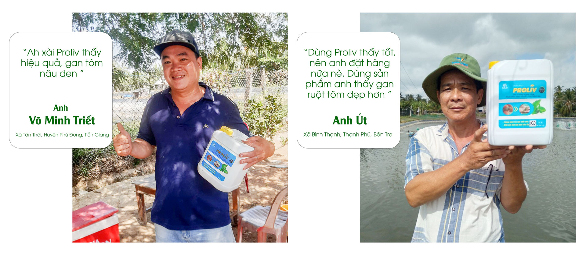 thảo dược gan proliv phòng bệnh vàng gan trên tôm, gan tôm nâu đen siêu tốc