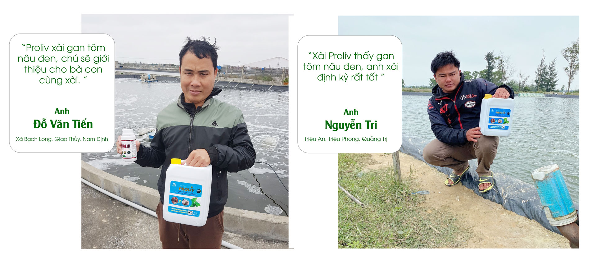 thảo dược gan proliv phòng bệnh vàng gan trên tôm, gan tôm nâu đen siêu tốc