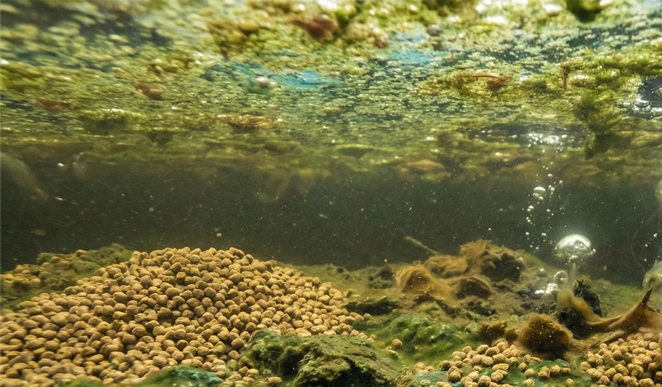 Cách khử mùi hiệu quả sau 1 ngày